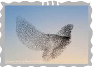 common starling show
