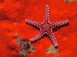 starfish